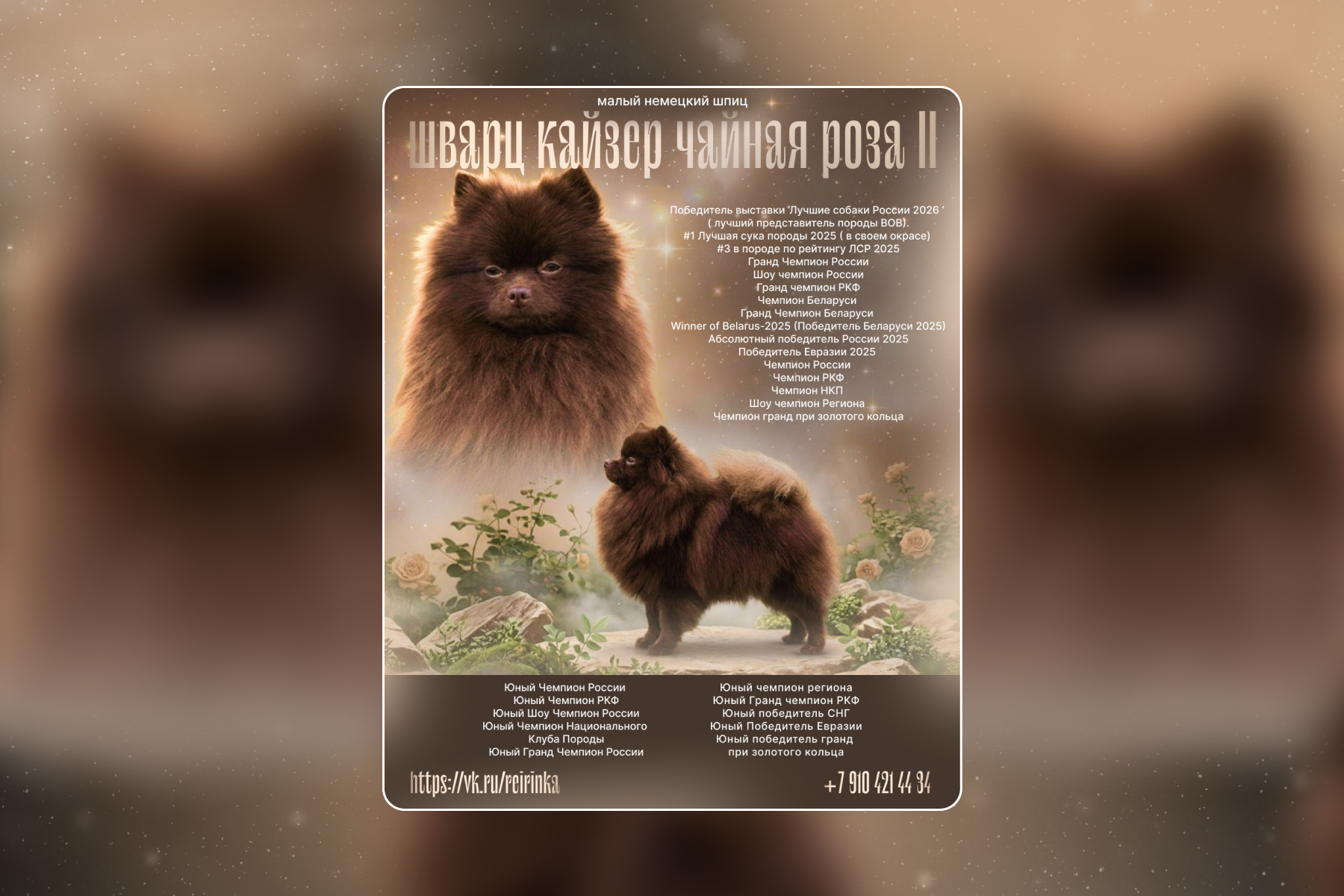 Шварц Кайзер Чайная Роза